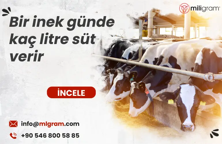 Bir inek günde kaç litre süt verir