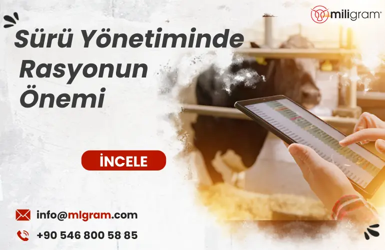 sürü yönetiminde rasyonun önemi