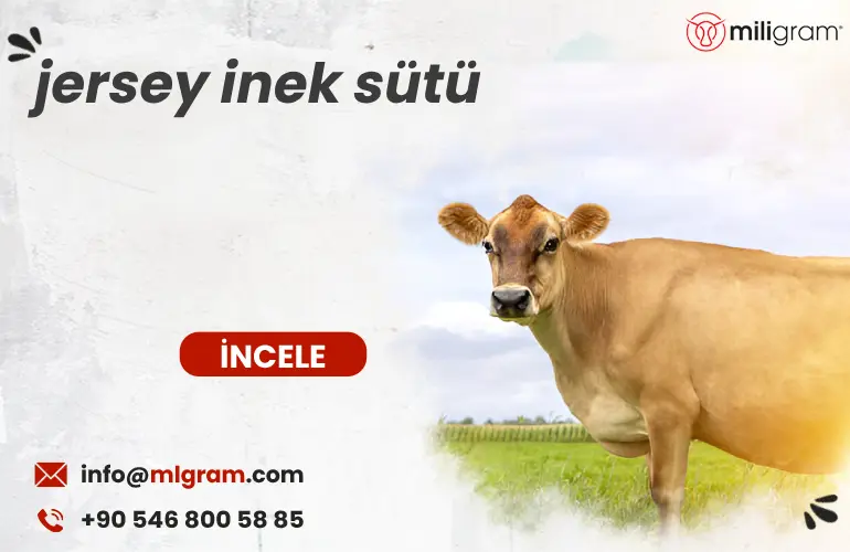 jersey inek sütü