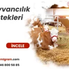 Hayvancılık destekleri