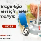 İnek kızgınlığa gelmesi için ne yapmalı