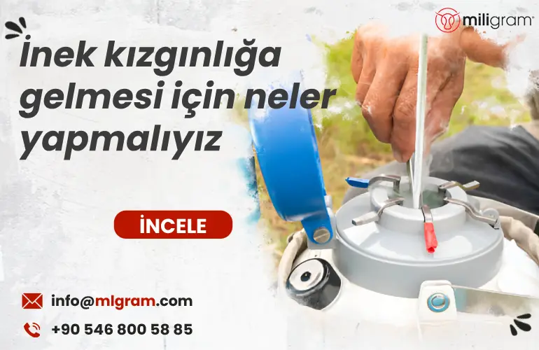 İnek kızgınlığa gelmesi için ne yapmalı