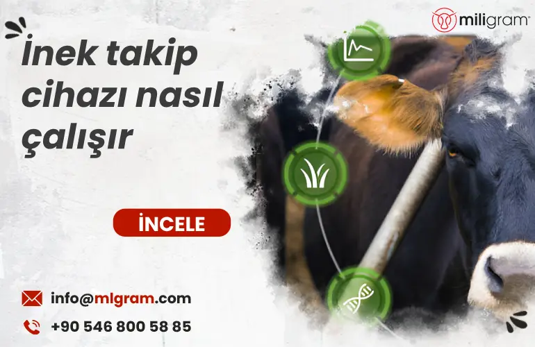 İnek kızgınlık takip cihazları nasıl çalışır