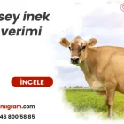 Jersey inek süt verimi