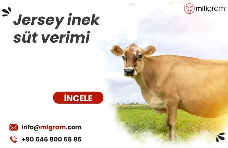 Jersey inek süt verimi