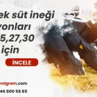 süt ineği rasyonu