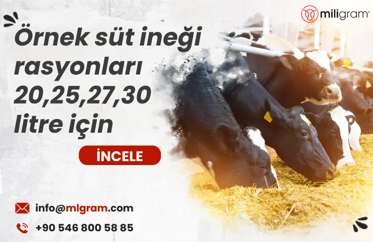 süt ineği rasyonu