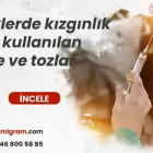 ineklerde kızgınlık için kullanılan iğne ve tozlar