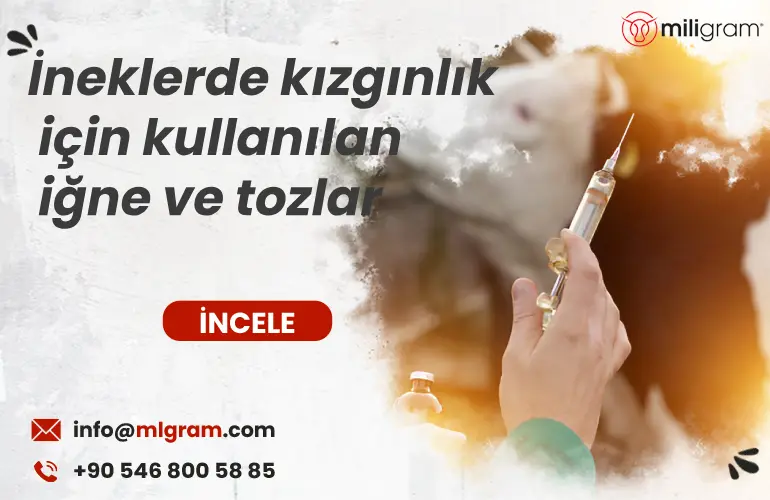 İneklerde Kızgınlık İçin Kullanılan İğneler