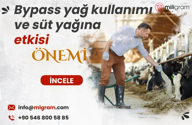 Bypass yağ kullanımı ve süt yağına etkisi