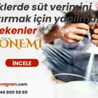 İneklerde süt verimini artırmak için yapılması gerekenler