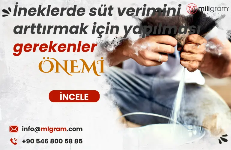 İneklerde süt verimini artırmak için yapılması gerekenler