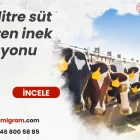 20 litre süt veren inek rasyonu