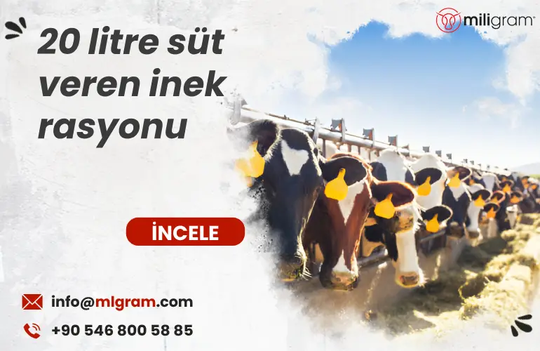 20 litre süt veren inek rasyonu