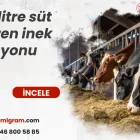 25 litre süt veren inek rasyonu