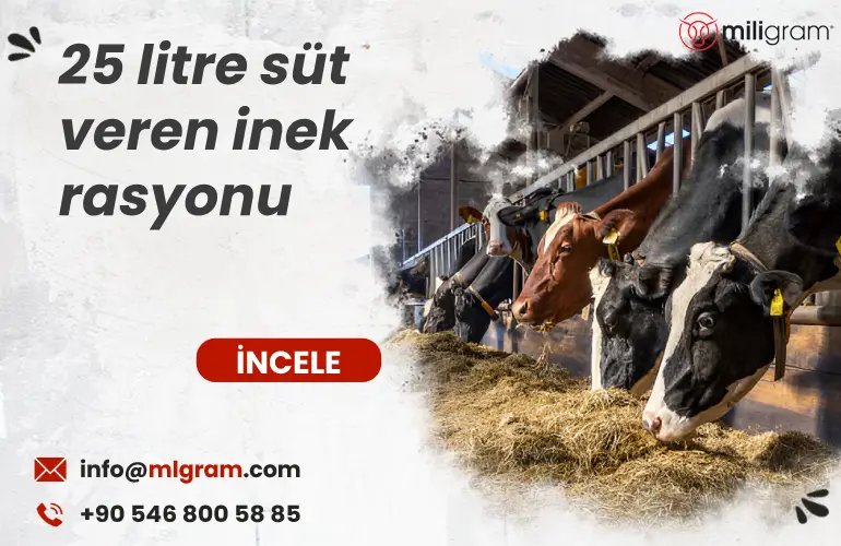 25 litre süt veren inek rasyonu