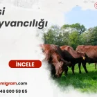 besi hayvancılığı