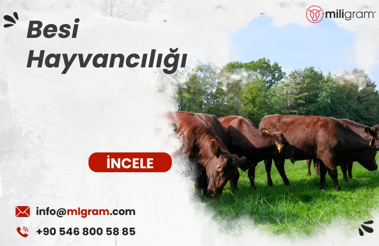 besi hayvancılığı