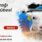 buzağı kulübesi