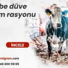 Gebe düve yem rasyonu