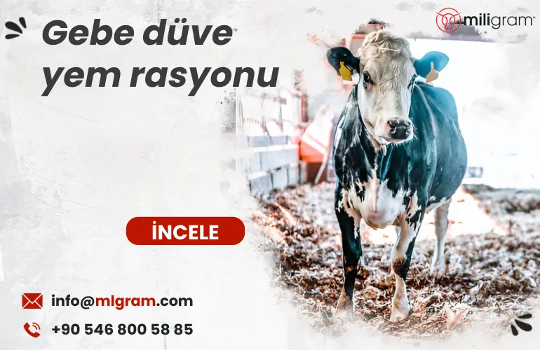 Gebe düve yem rasyonu