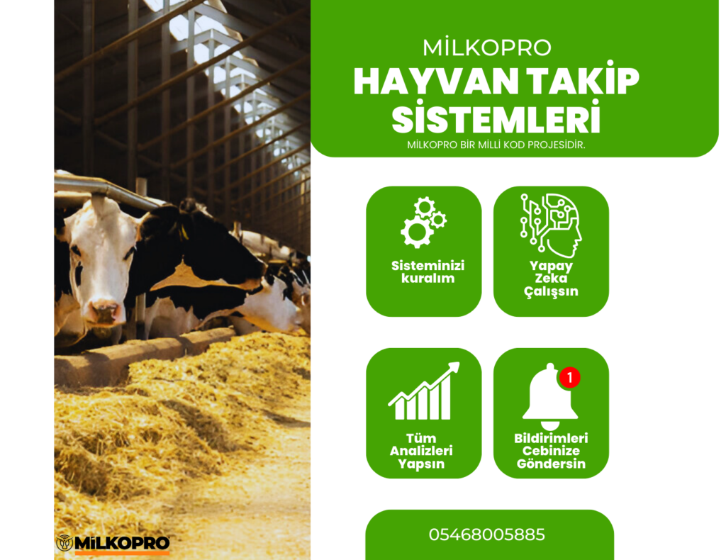 Shorthorn Sığır Irkı