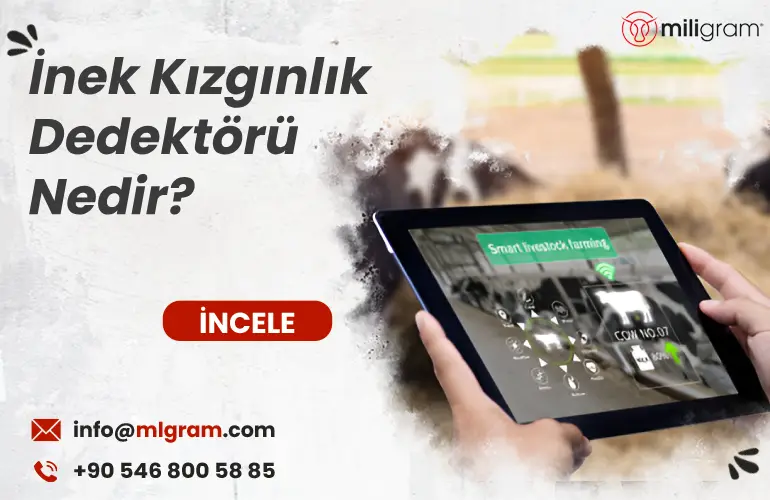 İnek Kızgınlık Dedektörü Nedir?