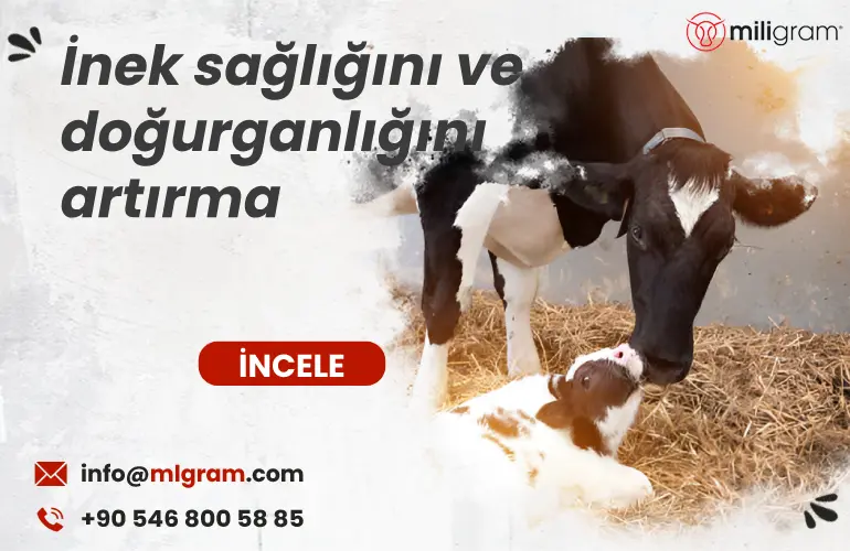 İnek sağlığını ve doğurganlığını artırma