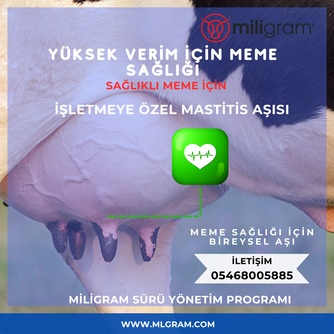 İneklerde Mastitis Tedavisi