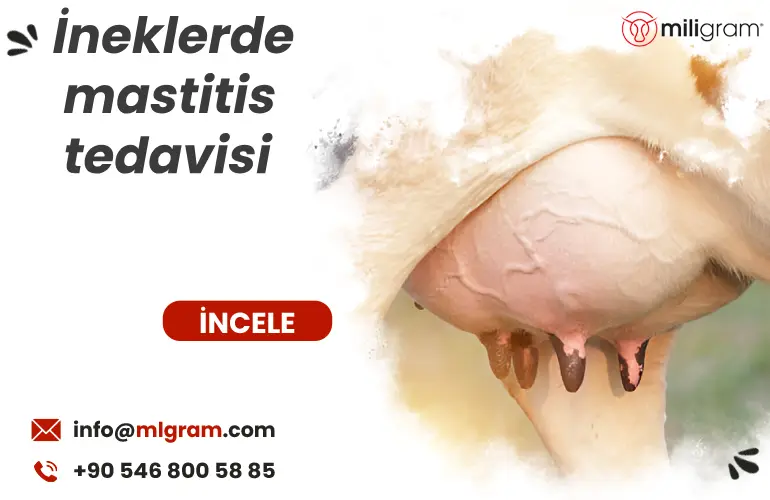 İneklerde Mastitis Tedavisi