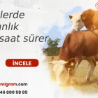 İneklerde kızgınlık kaç saat sürer​