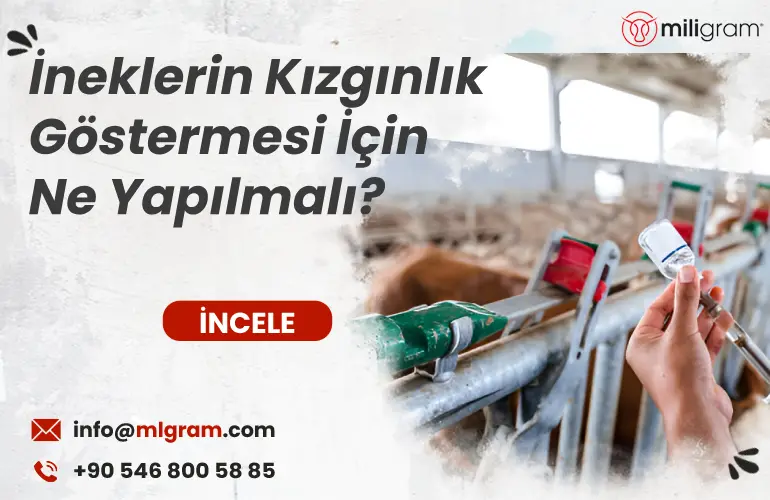 İneklerin Kızgınlık Göstermesi İçin Ne Yapılmalı