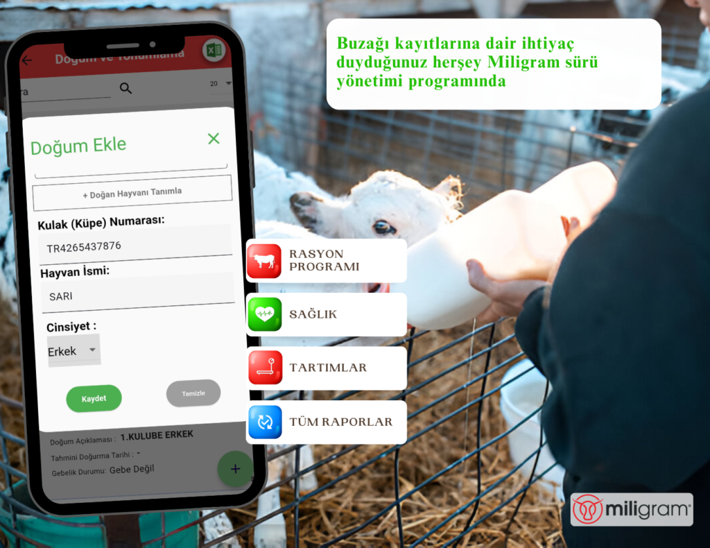 Buzağı Beslemenin Püf Noktaları
