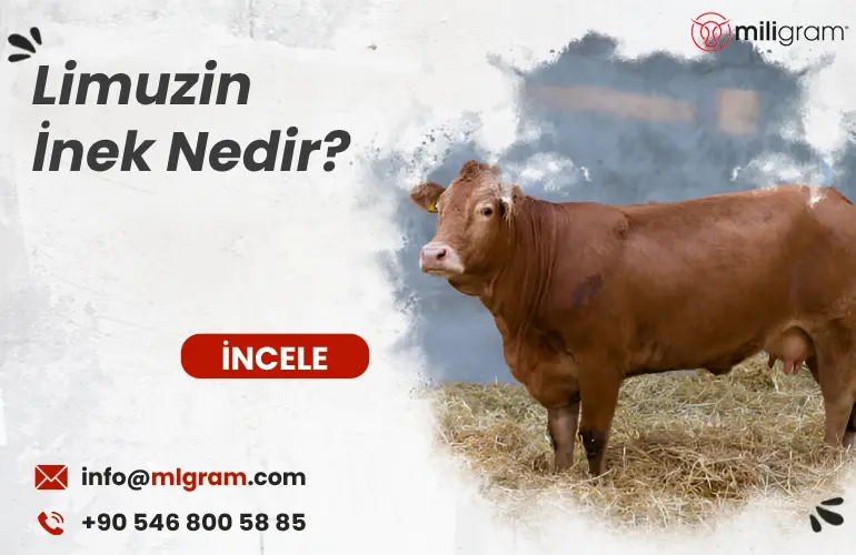 Limuzin İnek Nedir?