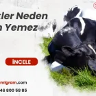 İnekler Neden Yem Yemez