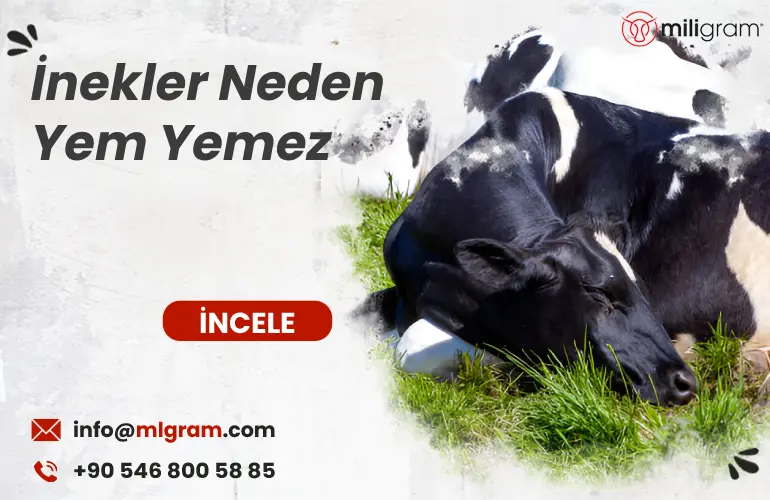 İnekler Neden Yem Yemez