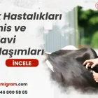 İnek Hastalıkları, Teşhis ve Tedavi Yaklaşımları