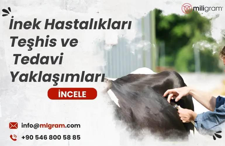 İnek Hastalıkları, Teşhis ve Tedavi Yaklaşımları