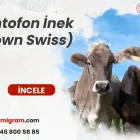 Montofon İnek (Brown Swiss)