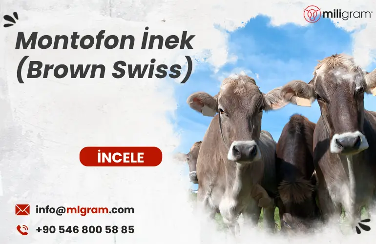 Montofon İnek (Brown Swiss)