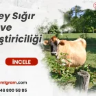 jersey sığır ırkı ve yetiştiriciliği