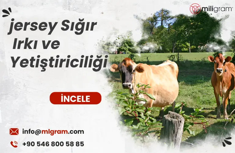 jersey sığır ırkı ve yetiştiriciliği