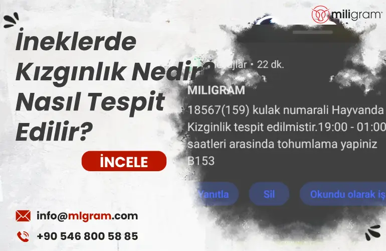 İneklerde Kızgınlık Nedir? Nasıl Tespit Edilir?