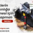 İneklerin kızgınlığa gelmesi için ne yapmalı