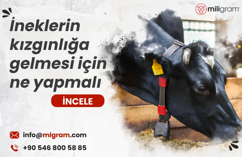 İneklerin kızgınlığa gelmesi için ne yapmalı