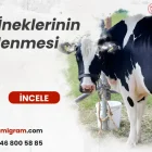 Süt İneklerinin Beslenmesi 