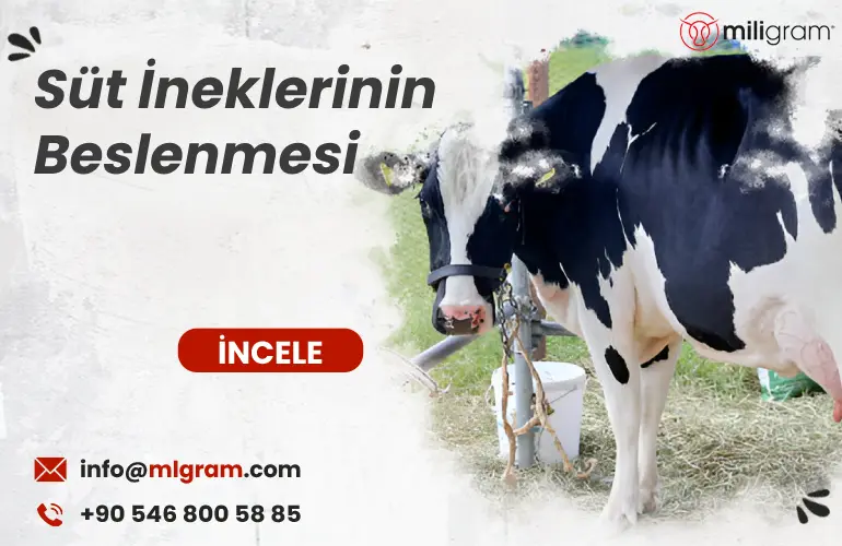 Süt İneklerinin Beslenmesi 