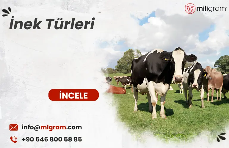 İnek Türleri