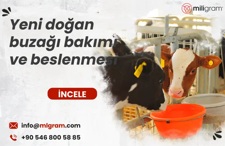 Yeni Doğan Buzağı Bakımı ve Beslenmesi