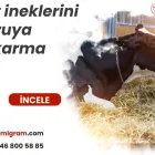 Süt ineklerini kuruya çıkarma